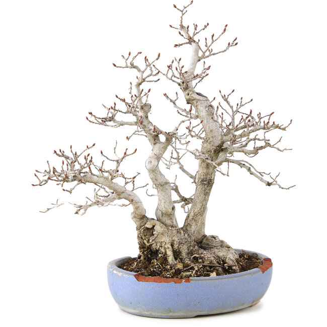 Carpinus coreana, 29 cm, ± 25 anni, in vaso rotto