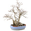 Carpinus coreana, 29 cm, ± 25 jaar oud, in gebroken pot