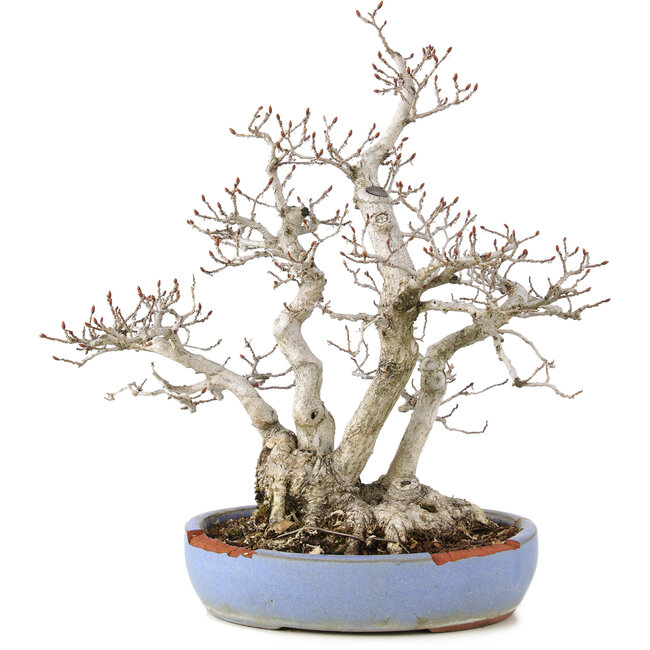 Carpinus coreana, 29 cm, ± 25 años, en una olla rota