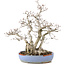 Carpinus coreana, 29 cm, ± 25 jaar oud, in gebroken pot