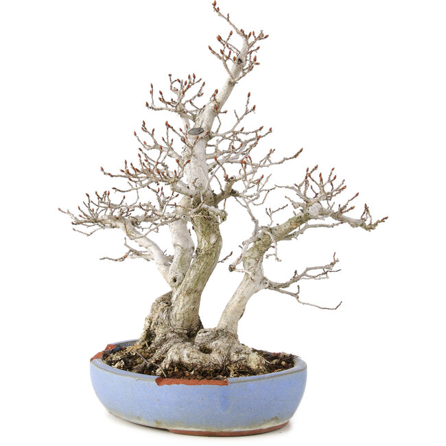 Carpinus coreana, 29 cm, ± 25 Jahre alt, in einem zerbrochenen Topf