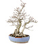 Carpinus coreana, 29 cm, ± 25 jaar oud, in gebroken pot