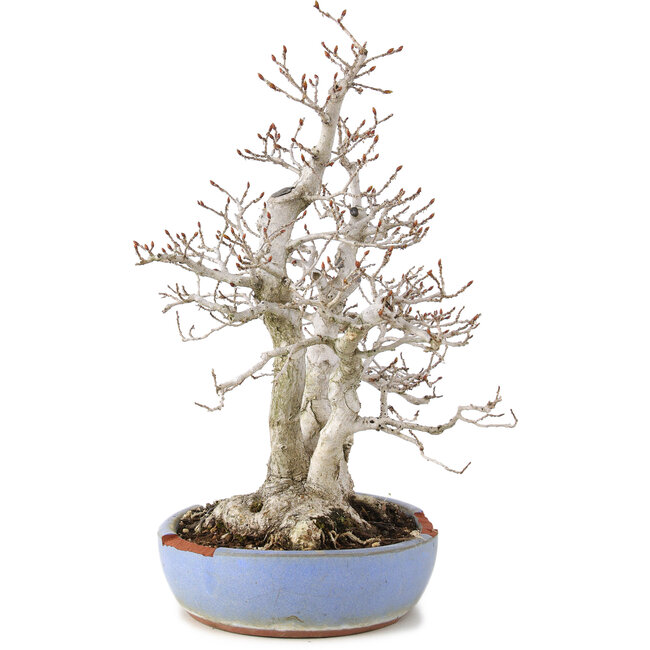 Carpinus coreana, 29 cm, ± 25 jaar oud, in kapotte pot