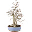 Carpinus coreana, 29 cm, ± 25 jaar oud, in kapotte pot