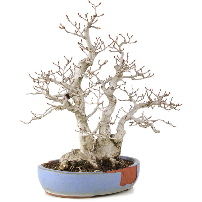 Carpinus coreana, 29 cm, ± 25 ans, dans un pot cassé