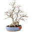 Carpinus coreana, 29 cm, ± 25 jaar oud, in kapotte pot