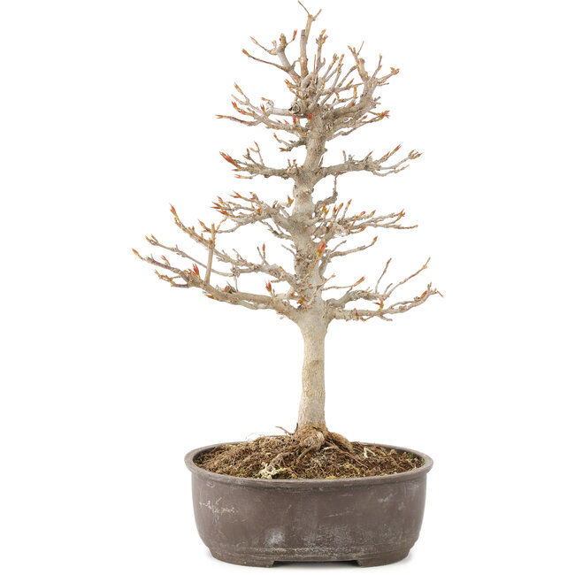 Acer buergerianum, 27 cm, ± 8 years old