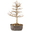 Acer buergerianum, 27 cm, ± 8 jaar oud