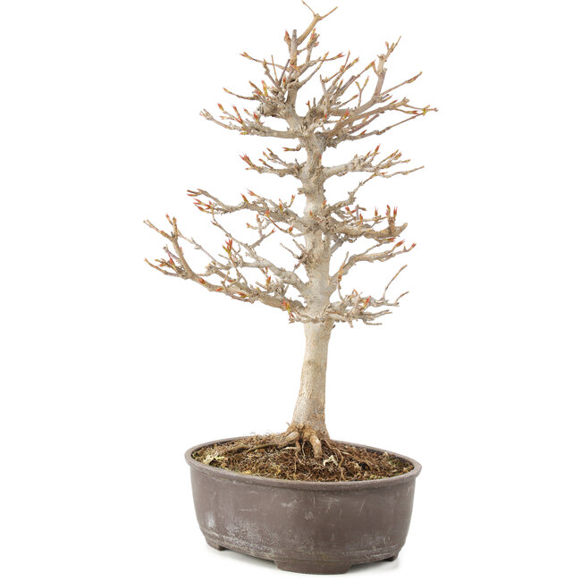 Acer buergerianum, 27 cm, ± 8 años