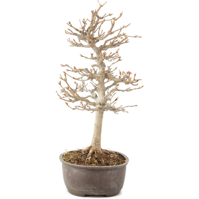 Acer buergerianum, 27 cm, ± 8 ans