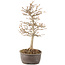 Acer buergerianum, 27 cm, ± 8 jaar oud