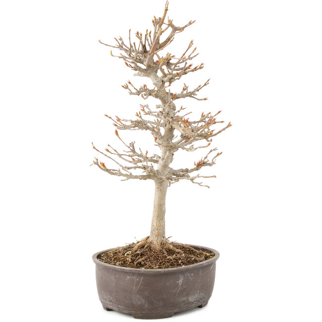 Acer buergerianum, 27 cm, ± 8 jaar oud