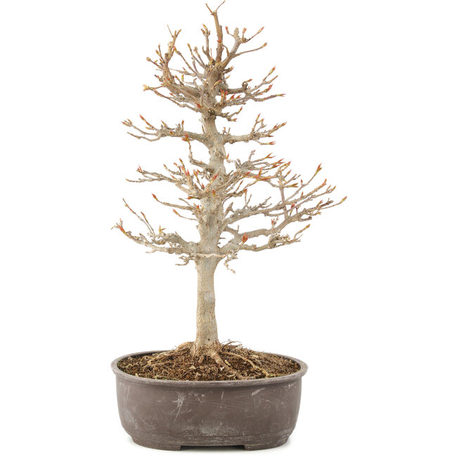 Acer buergerianum, 27 cm, ± 8 jaar oud