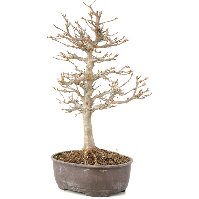 Acer buergerianum, 27 cm, ± 8 Jahre alt