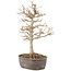 Acer buergerianum, 27 cm, ± 8 years old