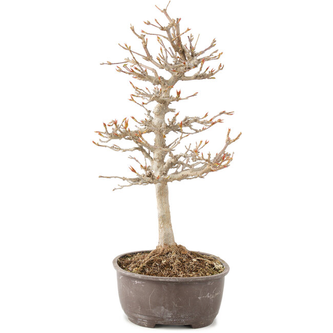 Acer buergerianum, 27 cm, ± 8 years old