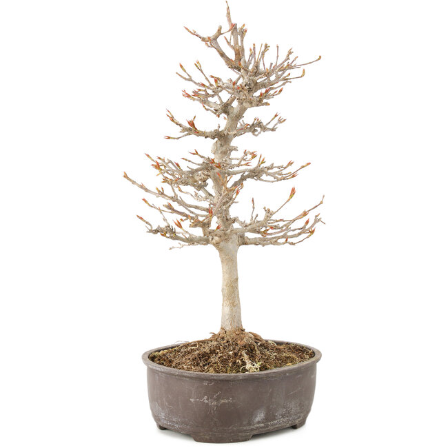 Acer buergerianum, 27 cm, ± 8 ans