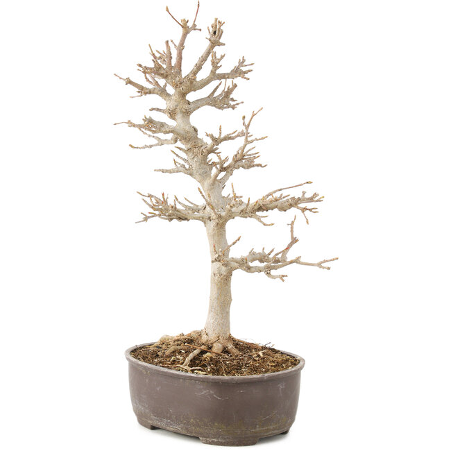 Acer buergerianum, 28 cm, ± 8 jaar oud