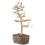 Acer buergerianum, 28 cm, ± 8 jaar oud