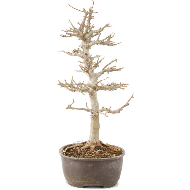 Acer buergerianum, 28 cm, ± 8 years old