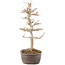 Acer buergerianum, 28 cm, ± 8 ans