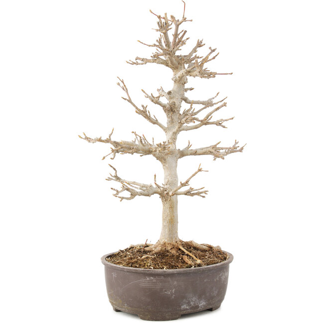 Acer buergerianum, 28 cm, ± 8 anni