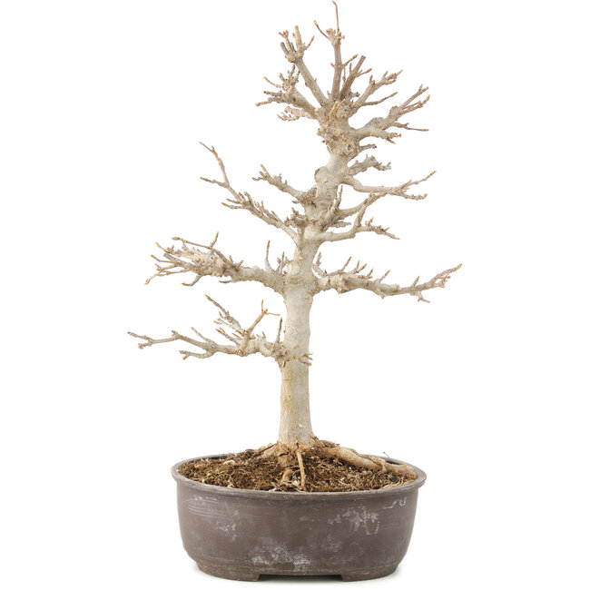 Acer buergerianum, 28 cm, ± 8 years old