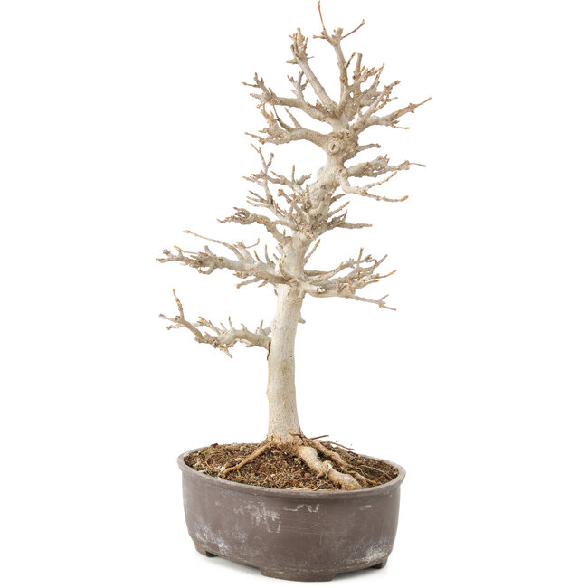 Acer buergerianum, 28 cm, ± 8 ans