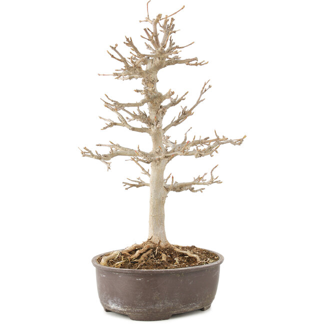 Acer buergerianum, 28 cm, ± 8 jaar oud