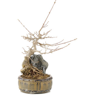 Acer buergerianum, 23 cm, ± 10 years old