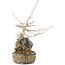 Acer buergerianum, 23 cm, ± 10 jaar oud