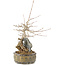 Acer buergerianum, 23 cm, ± 10 jaar oud