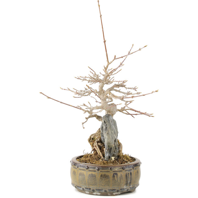 Acer buergerianum, 23 cm, ± 10 years old