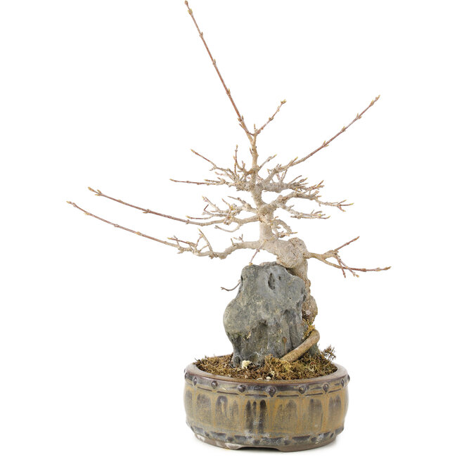 Acer buergerianum, 23 cm, ± 10 ans