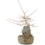 Acer buergerianum, 23 cm, ± 10 years old