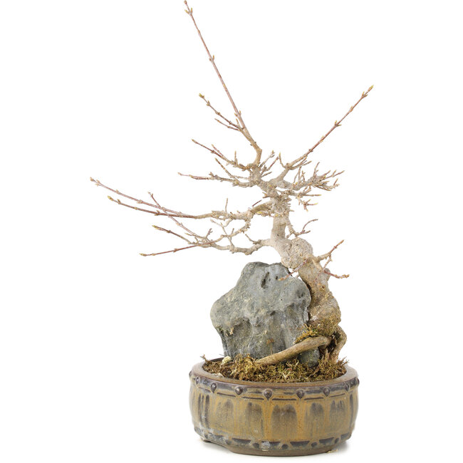 Acer buergerianum, 23 cm, ± 10 years old