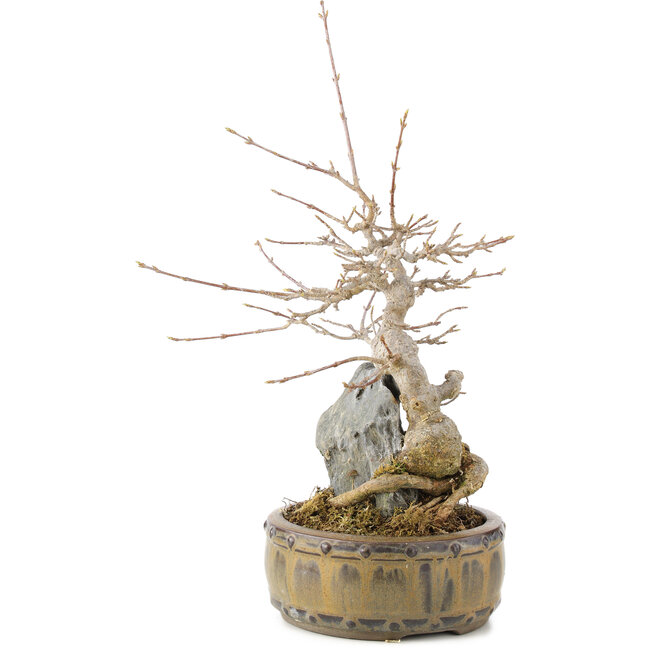 Acer buergerianum, 23 cm, ± 10 ans