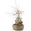 Acer buergerianum, 23 cm, ± 10 jaar oud