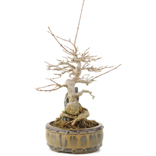 Acer buergerianum, 23 cm, ± 10 years old