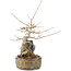 Acer buergerianum, 23 cm, ± 10 jaar oud