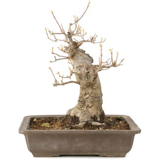 Acer buergerianum, 27 cm, ± 10 Jahre alt