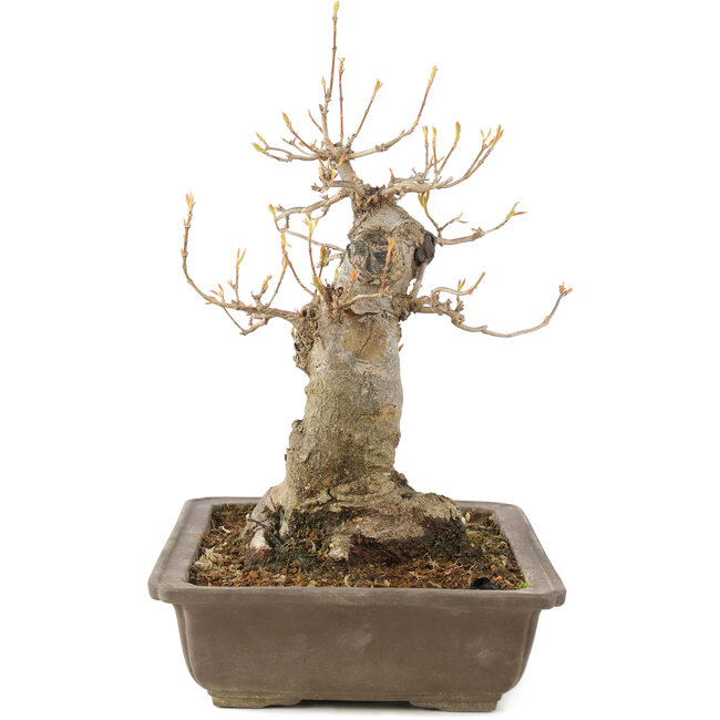 Acer buergerianum, 27 cm, ± 10 ans