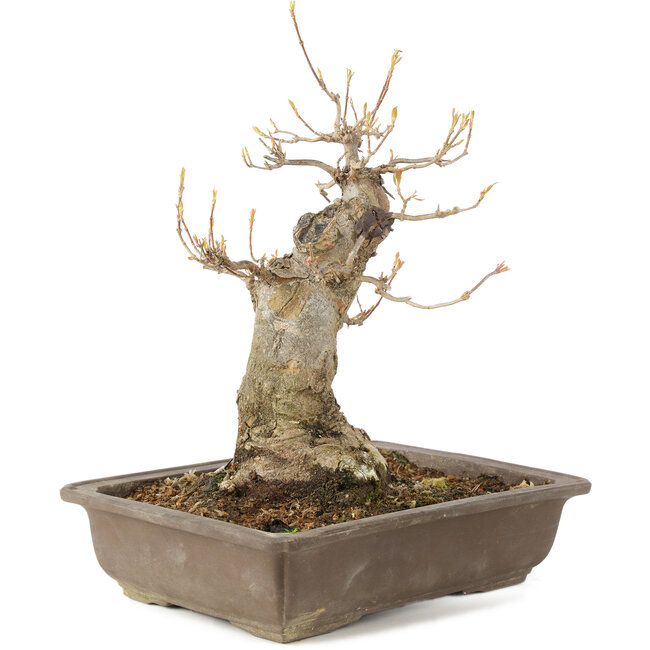 Acer buergerianum, 27 cm, ± 10 years old