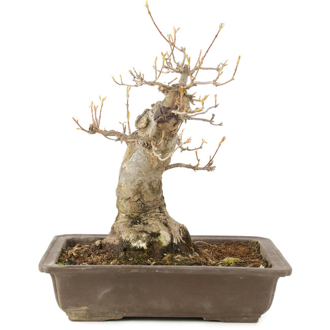 Acer buergerianum, 27 cm, ± 10 jaar oud