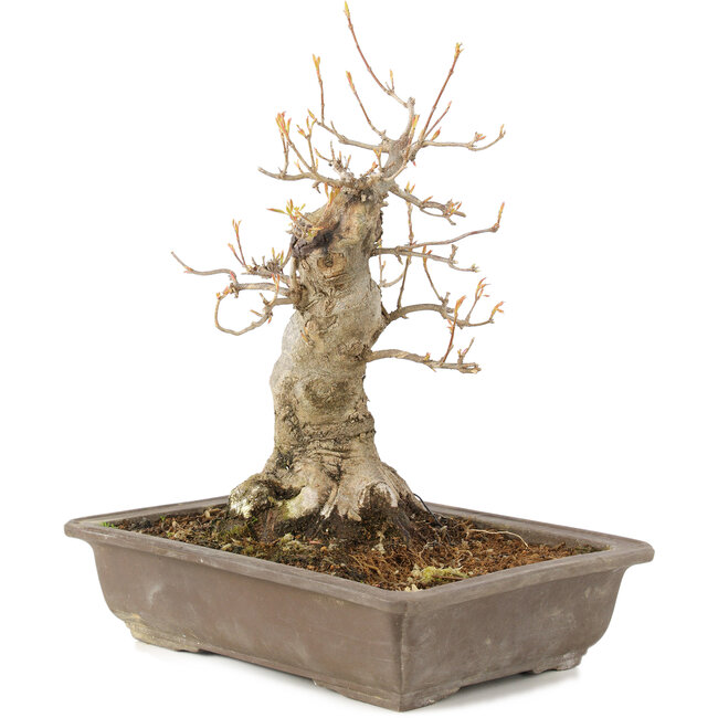 Acer buergerianum, 27 cm, ± 10 años