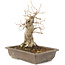 Acer buergerianum, 27 cm, ± 10 jaar oud
