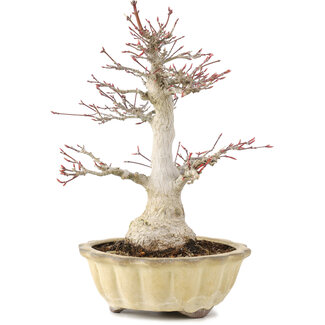 Acer palmatum, 25 cm, ± 15 jaar oud