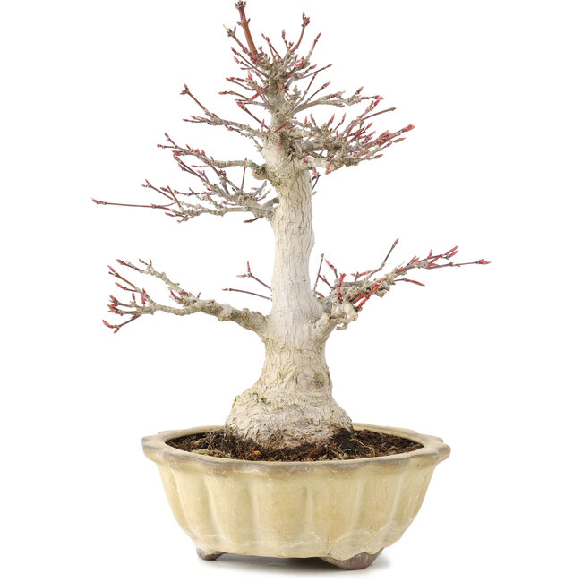 Acer palmatum, 25 cm, ± 15 años