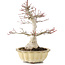 Acer palmatum, 25 cm, ± 15 jaar oud
