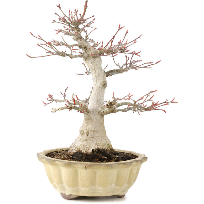 Acer palmatum, 25 cm, ± 15 jaar oud